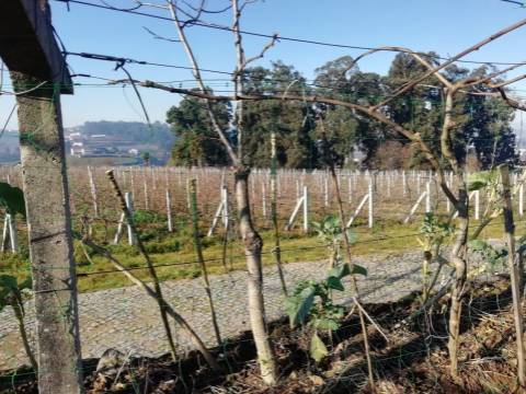 Quinta com produção de vinho verde