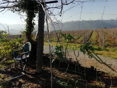 Quinta com produção de vinho verde