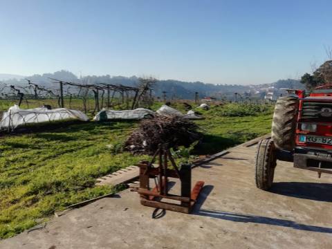 Quinta com produção de vinho verde