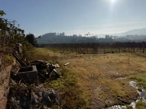 Quinta com produção de vinho verde