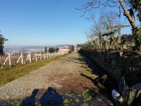 Quinta com produção de vinho verde