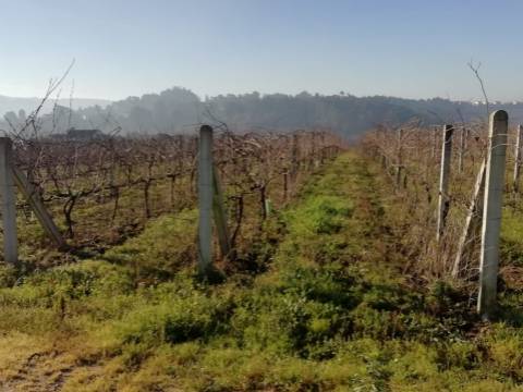 Quinta com produção de vinho verde