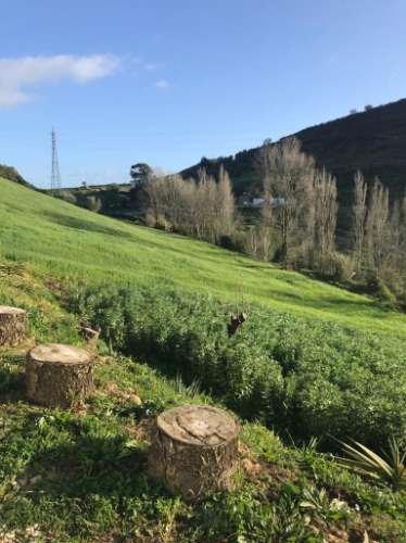 Propriedade ampla com casa para renovar 44.000 m2 Torres Vedras