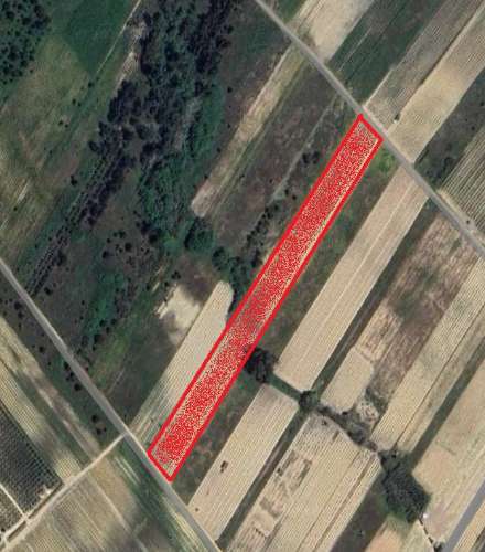 Vinha de 1.2 ha de uva Fernão Pires