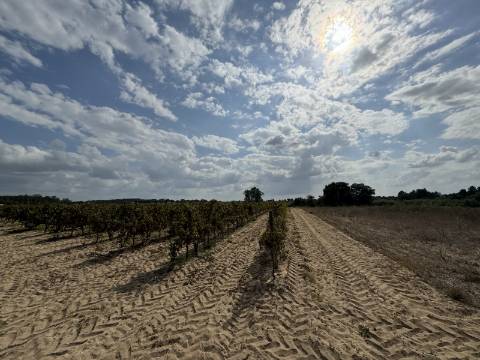 Vinha de 1.2 ha de uva Fernão Pires