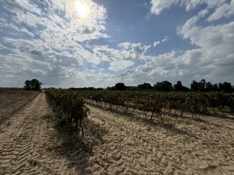 Vinha de 1.2 ha de uva Fernão Pires