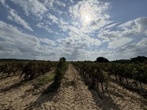 Vinha de 1.2 ha de uva Fernão Pires