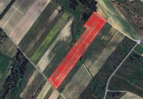 Vinha de 5.8 ha de uva fernão pires