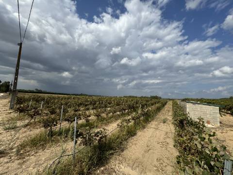 Vinha de 5.8 ha de uva fernão pires