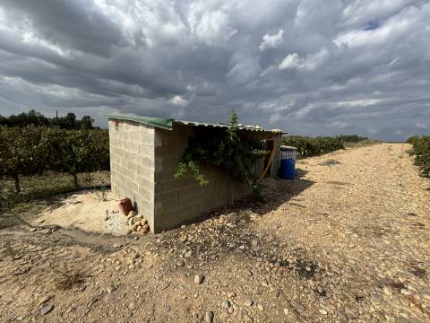 Vinha de 5.8 ha de uva fernão pires