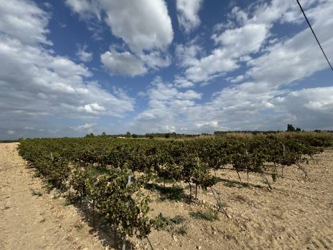 Vinha de 5.8 ha de uva fernão pires