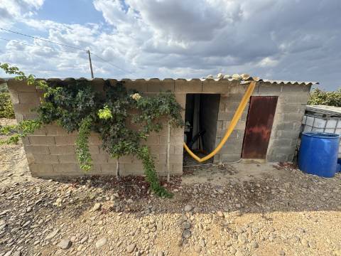 Vinha de 5.8 ha de uva fernão pires