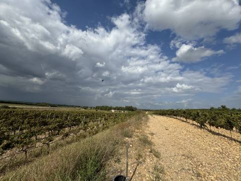 Vinha de 5.8 ha de uva fernão pires