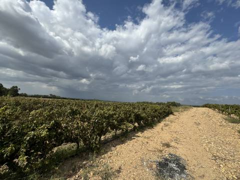 Vinha de 5.8 ha de uva fernão pires