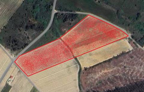 Vinha de 3.1 ha de fernão pires