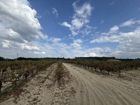 Vinha de 3.1 ha de fernão pires