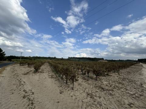 Vinha de 3.1 ha de fernão pires