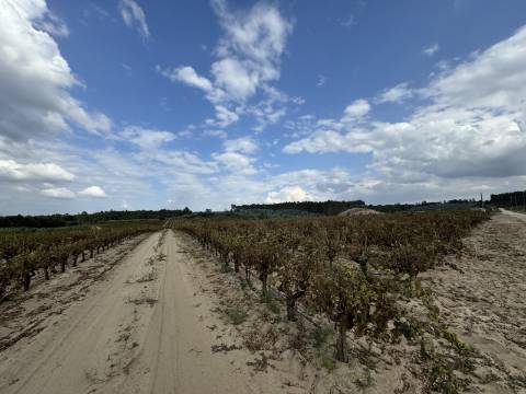 Vinha de 3.1 ha de fernão pires