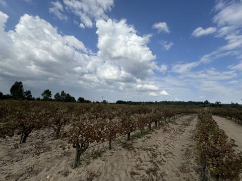 Vinha de 3.1 ha de fernão pires