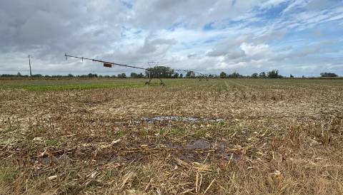 Terreno Rústico de 8 ha em Vale de Cavalos