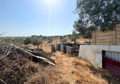 Quinta em Tremês (Santarém)