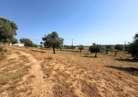 Quinta em Tremês (Santarém)