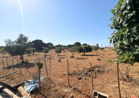 Quinta em Tremês (Santarém)