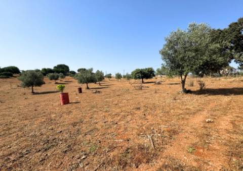 Quinta em Tremês (Santarém)