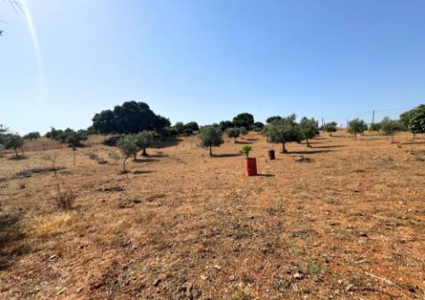 Quinta em Tremês (Santarém)