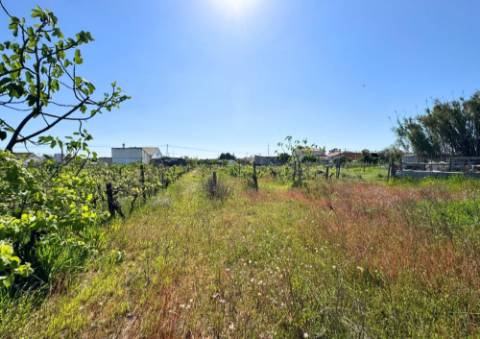 Terreno Urbano em Alpiarça (Casalinho)