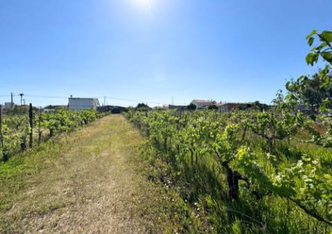Terreno Urbano em Alpiarça (Casalinho)