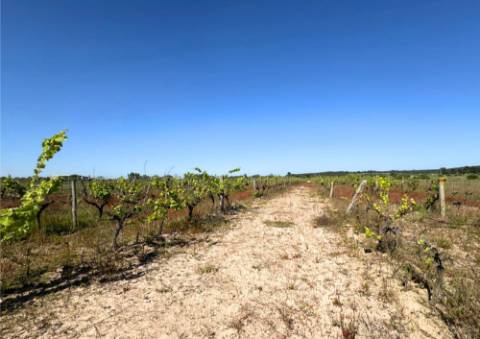 Terreno Urbano em Alpiarça (Casalinho)