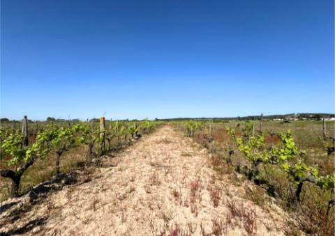 Terreno Urbano em Alpiarça (Casalinho)