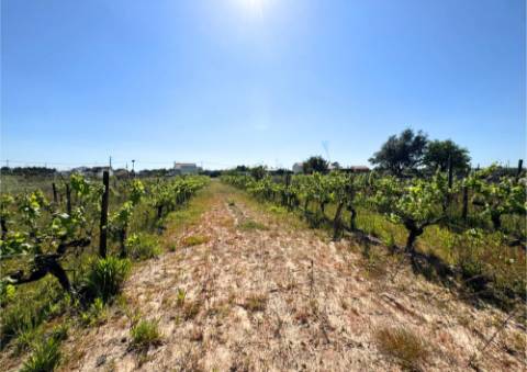 Terreno Urbano em Alpiarça (Casalinho)