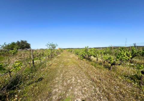 Terreno Urbano em Alpiarça (Casalinho)