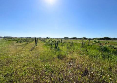Terreno Urbano em Alpiarça (Casalinho)