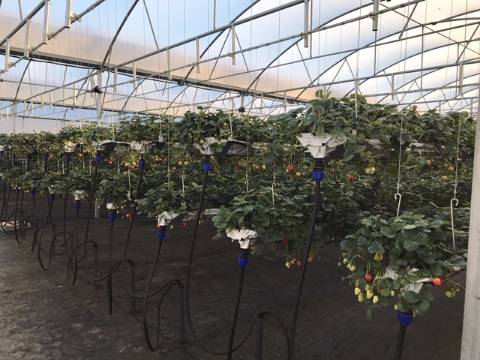 Terreno com estufa em Soure, Coimbra