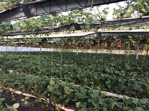 Terreno com estufa em Soure, Coimbra