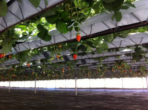 Terreno com estufa em Soure, Coimbra