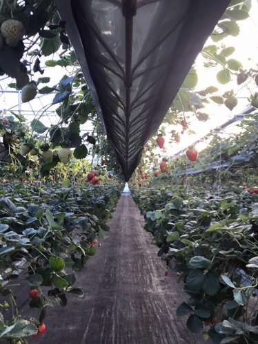 Terreno com estufa em Soure, Coimbra