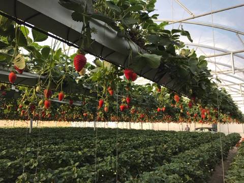 Terreno com estufa em Soure, Coimbra