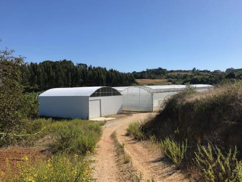 Quintinha da 'Estrada' e terreno com estufa em Soure, Coimbra
