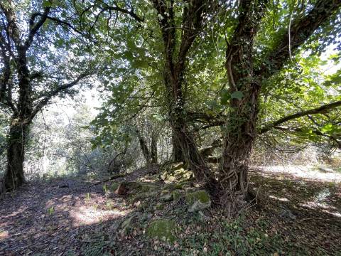 Quinta em Torre, Viana do Castelo