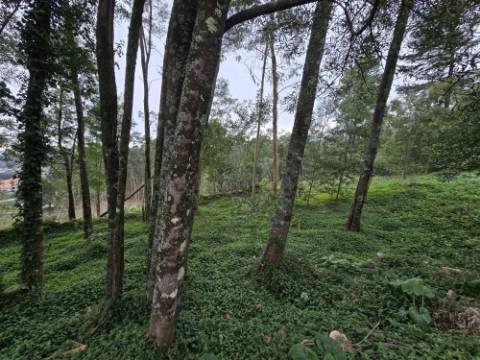 Terreno Construível com Vista Deslumbrante, Vista Mar - 1463,99 m² - 65.000€