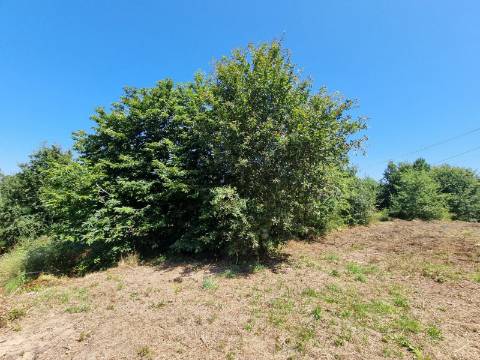 Terreno na Ribeira com de 1,46 Hectares