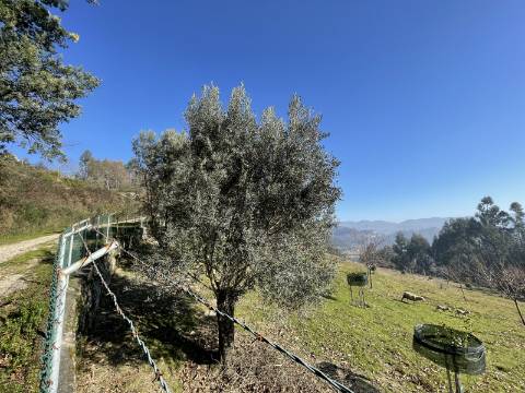Terreno para Projeto de Turismo em Arcos de Valdevez