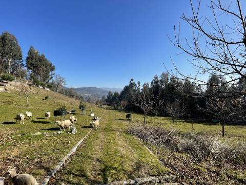 Terreno para Projeto de Turismo em Arcos de Valdevez