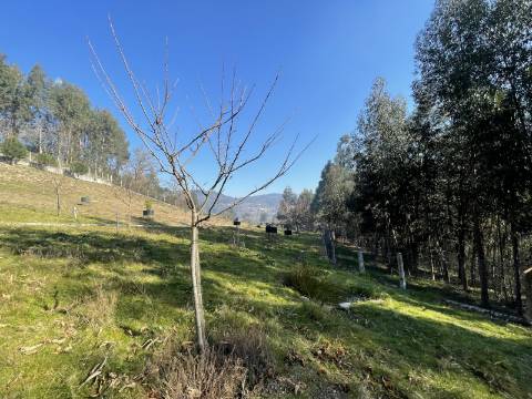 Terreno para Projeto de Turismo em Arcos de Valdevez