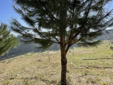 Terreno para Projeto de Turismo em Arcos de Valdevez