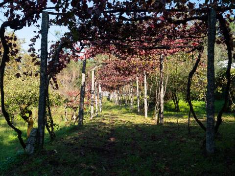 Oportunidade Única : Quinta com Potencial de Desenvolvimento e Vista para o Mar - 375.000€